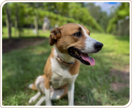 pineywoods vineyard dog rules